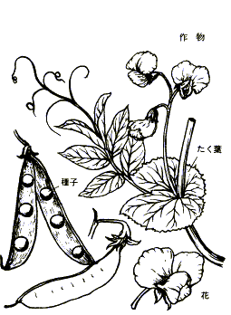 エンドウ 植物図鑑 すぐるホームページ