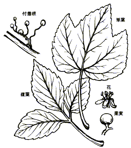 ツタ 植物図鑑 すぐるホームページ