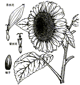 ヒマワリ 植物図鑑 すぐるホームページ