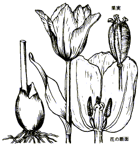 チューリップ 植物図鑑 すぐるホームページ