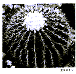 シャコサボテン 植物図鑑 すぐるホームページ